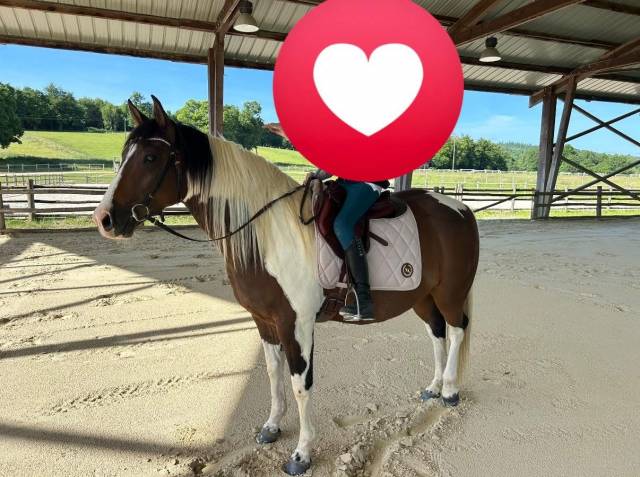 Gelding Paint For sale 2020 Tobiano