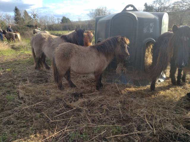 Colt Origin Recorded For sale 2025 Grullo