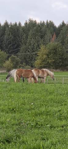 Mare Haflinger For sale 2010 Chesnut
