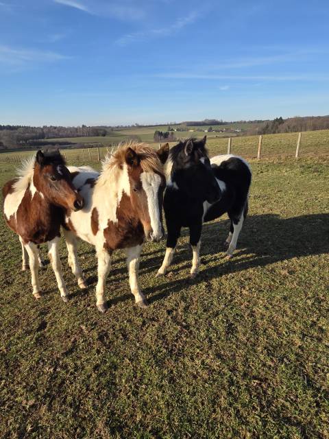 Colt Origin Recorded For sale 2025 Coloured