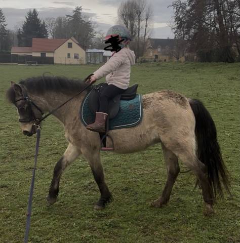 Gelding Welsh Part Bred For sale 2022 Buckskin