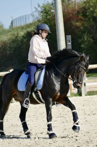 Entire Connemara For sale 2009 Dark Bay