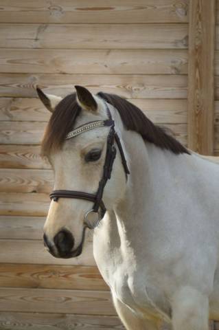 Mare Welsh Part Bred For sale 2020 Buckskin