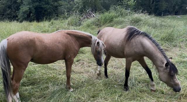 Mare Welsh Part Bred For sale 2023 Buckskin