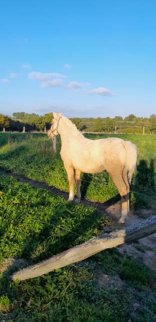 Filly Welsh Part Bred For sale 2025 Palomino