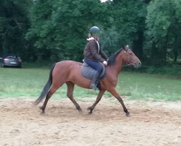 Mare Landais For sale 2009 Bay