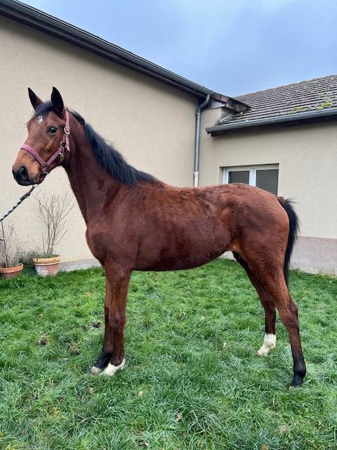 Filly Thoroughbred For sale 2023 Bay