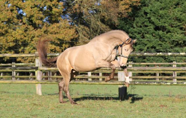 Shinegro Ch - KWPN Dutch Warmblood 2022 by NEGRO