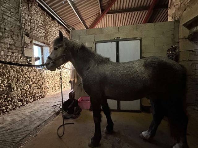 Entire French Saddle Pony For sale 2022 Grey
