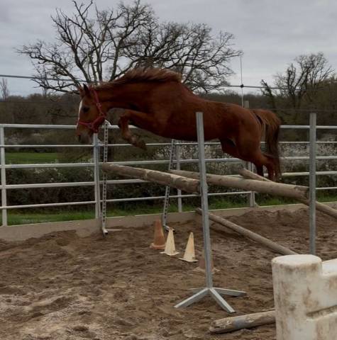 Mare Selle Fran&ccedil;ais For sale 2020 Chesnut