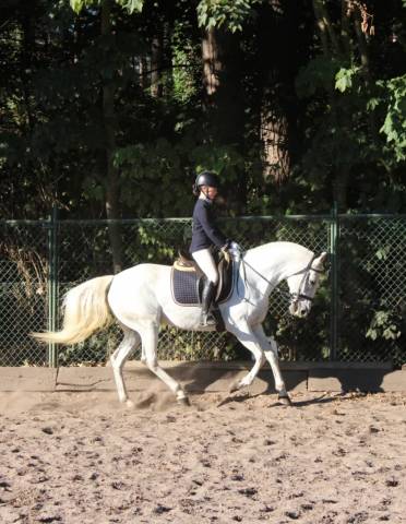 Mare Lusitano For sale 2014 Grey