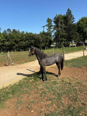 Gelding Connemara For sale 2024 Grey