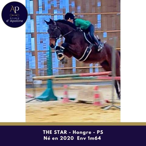 Gelding Thoroughbred For sale 2020 Bay