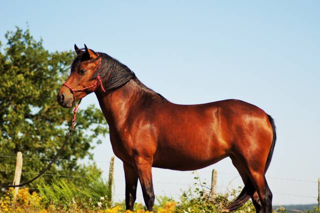 Mare Landais For sale 2022 Bay