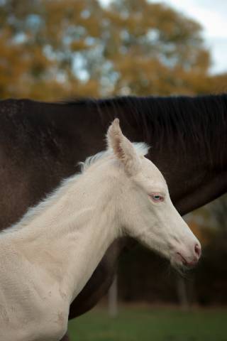 Colt Akhal Teke For sale 2025 Perlino