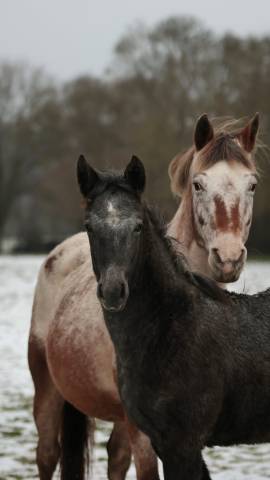 Filly Nez Perce For sale 2025 Grey