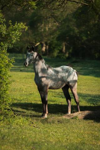 Filly Nez Perce For sale 2025 Grey