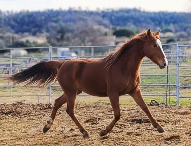 Mare New Forest For sale 2024 Chesnut