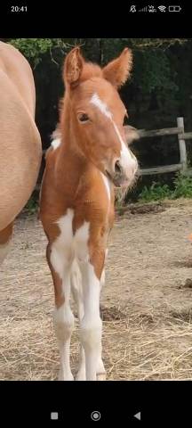 Filly French Saddle Pony For sale 2025 Tobiano