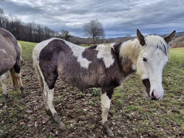 Colt Paint For sale 2025 Paint