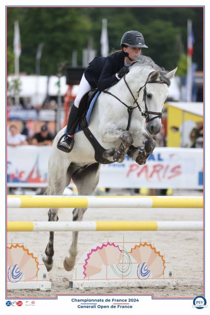 Gelding Connemara For sale 2018 Grey