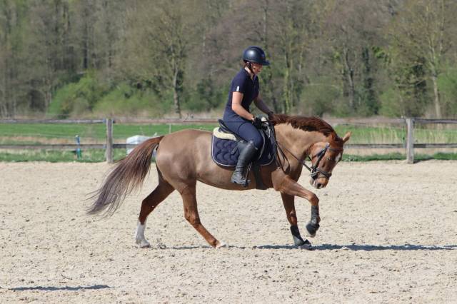 Mare Other Pony Breed For sale 2019 Chesnut