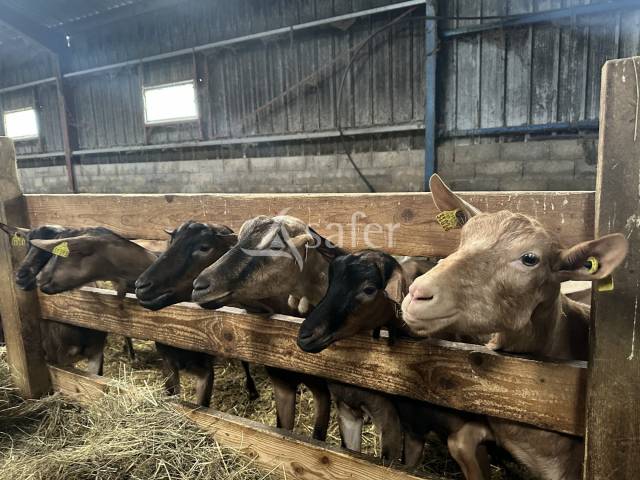 Sheep farm  Charente