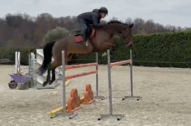 Mare KWPN Dutch Warmblood For sale 2018 Bay