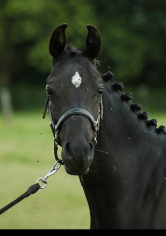 Entire Other Pony Breed For sale 2023 Black