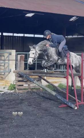 Gelding French Saddle Pony For sale 2019 Grey