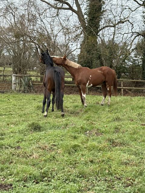 Stableman - Self employed Half time - Calvados France