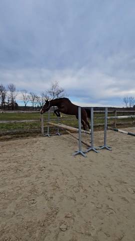 Mare Thoroughbred For sale 2021 Bay
