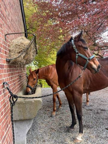 Mare Thoroughbred For sale 2021 Bay
