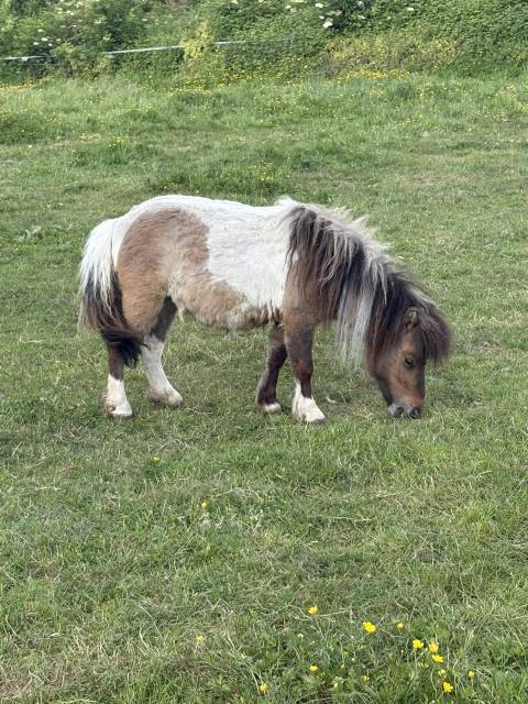 Mare Shetland Pony For sale 2022 Coloured