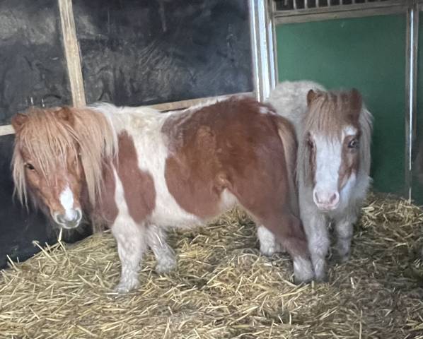 Filly Shetland Pony For sale 2024 Coloured