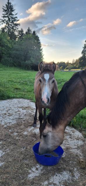 Filly French Saddle Pony For sale 2025 Buckskin