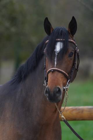 Stallion French Saddle Pony For sale 2022 Bay