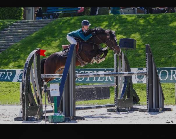 Stallion Welsh Pony (Section D), Welsh Cob For sale 2017 Dark Bay
