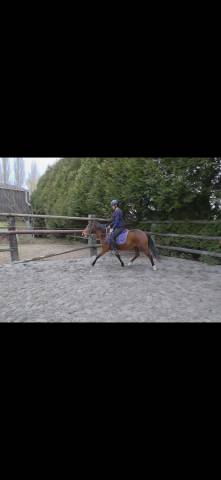 Mare French Saddle Pony For sale 2023 Bay