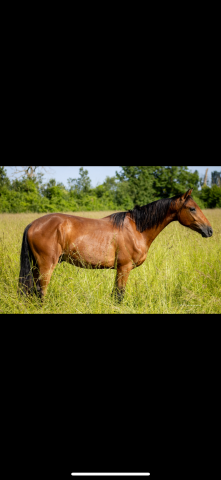 Gelding French Saddle Pony For sale 2022 Bay
