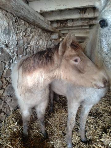 Filly New Forest For sale 2025 Champagne