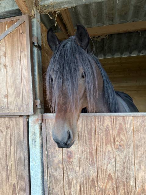 Gelding Barb Arabian For sale 2022 Bay