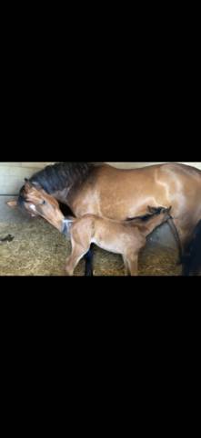 Broodmare Rhinelander For sale 2010 Bay