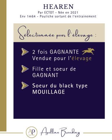 Mare Thoroughbred For sale 2021 Bay