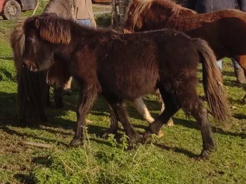 Filly Origin Recorded For sale 2025 Black