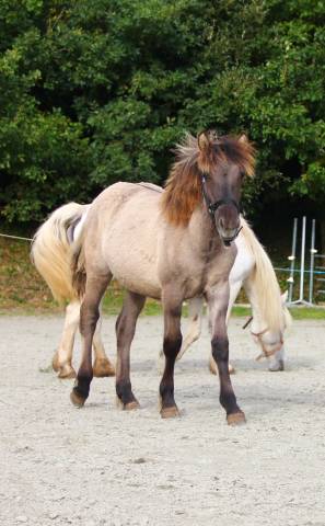 Filly Highland  For sale 2025 Grullo