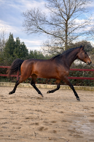 Mare CDF - French Dressage Horse For sale 2021 Bay