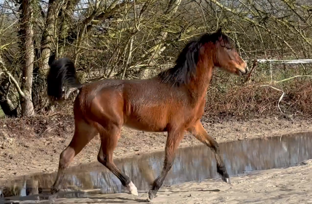 Mare French Saddle Pony For sale 2024 Bay