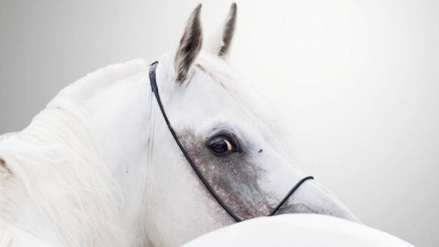 Equestrian property  Gard