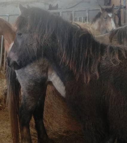 Filly French Saddle Pony For sale 2025 Grey
